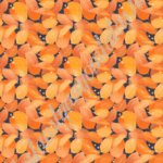 Habcsók / Csokoládé-transzferfólia - Ősz 07